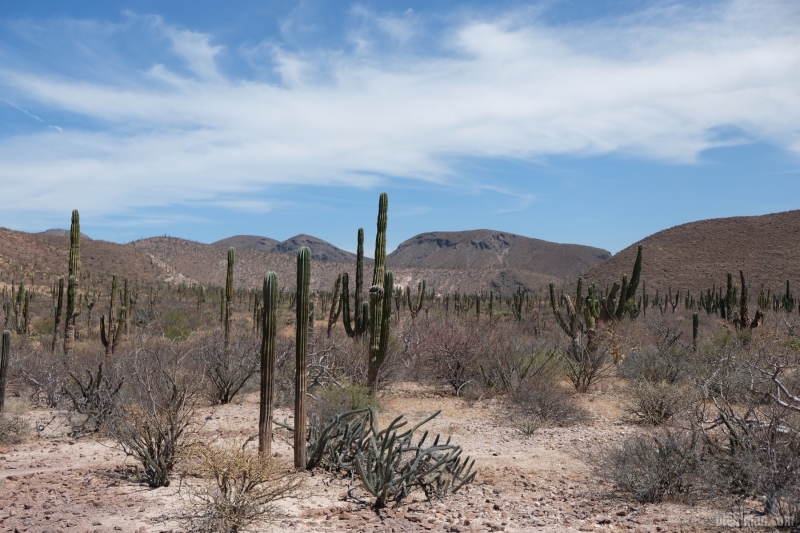 Mex2304_118